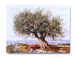 GREEK  LANDSCAPE (OLIVE TREE)